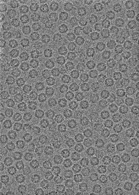 EMPIAR-11876