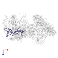 Histone H2B.1 in PDB entry 9c9g, assembly 1, top view.